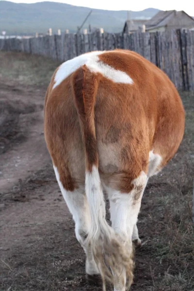 Vache Vue Arrière Butin Queue Gros Bétail Laitier Fourrure Rouge — Photo