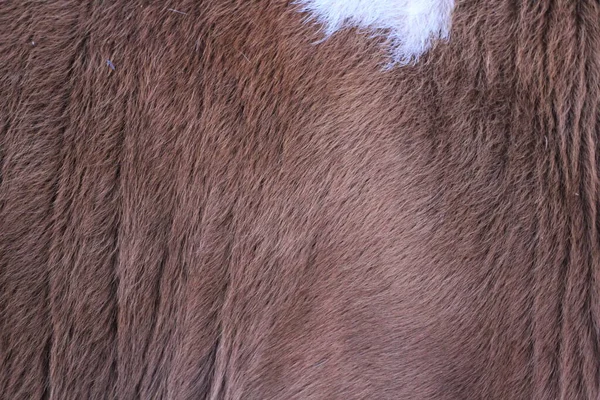 Zvíře Kožešiny Pozadí Nadýchaný Chlupatý Kráva Vlasy — Stock fotografie