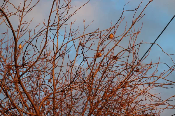 Arbre Avec Des Feuilles Tombées Avec Des Moineaux Sur Les — Photo