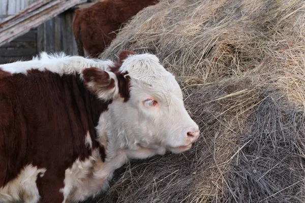 Cute Calf Grazing Eating Hay Fluffy Furry White Red Cow — Stock Photo, Image