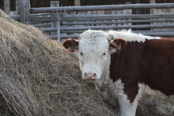 Cute Calf Looking Camera While Grazing Eating Hay Fluffy Furry — Stock Photo, Image