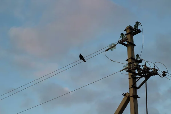 black crow raven sits on electrical wires near an electricity pole against sunset dawn sky background