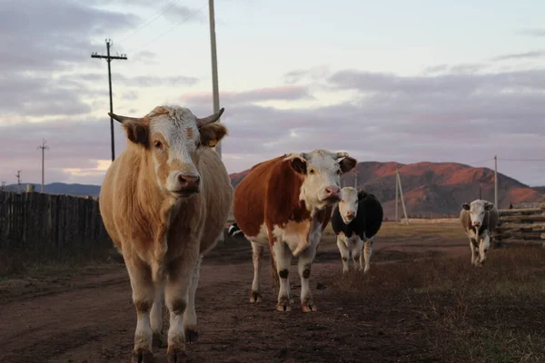 farklı inekler boynuzlu ve boynuzsuz siyah kırmızı kahverengi karamel renkli inek sonbaharda otluyor ve dinleniyor. Kırsal köyün gün batımı sarı manzarası 