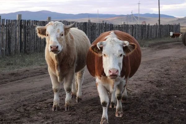 Different Cows Heifer Bull Horned Horns Black Red Brown Caramel — Stock Photo, Image