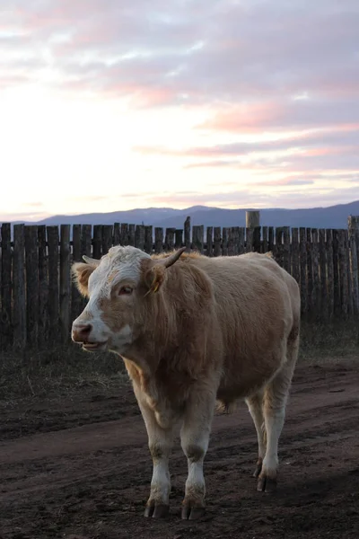 Portrait Vache Taureau Avec Cornes Acérées Couleur Brun Caramel Bovins — Photo