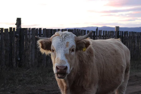 Portrait Vache Taureau Avec Cornes Acérées Couleur Brun Caramel Bovins — Photo