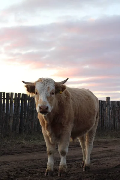 Portrait Vache Taureau Avec Cornes Acérées Couleur Brun Caramel Bovins — Photo