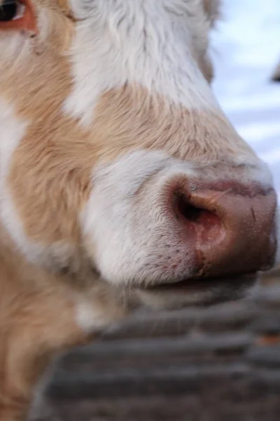 牛茶色の鼻クローズアップ写真ふわふわのキャラメル白牛ぬれた鼻で牛 — ストック写真