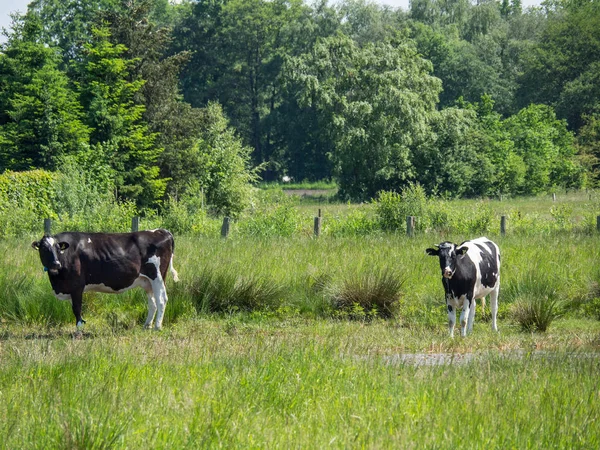 Estate Nel Muensterland Tedesco — Foto Stock