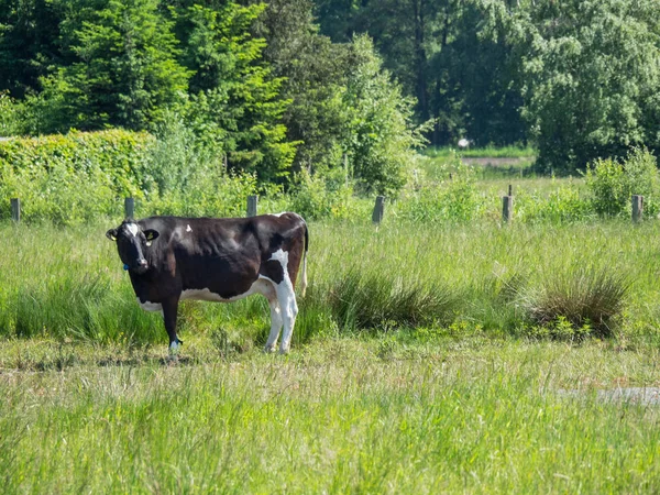 Zomer Het Duitse Münsterland — Stockfoto