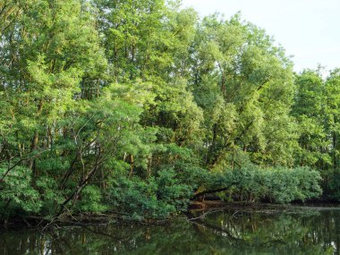 Yaz Almanya'da bir gölde
