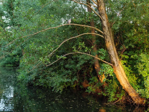 Yaz Almanya'da bir gölde