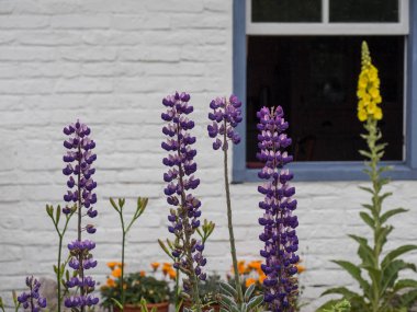 Kuzey denizindeki juist adası.