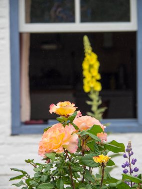 Kuzey denizindeki juist adası.