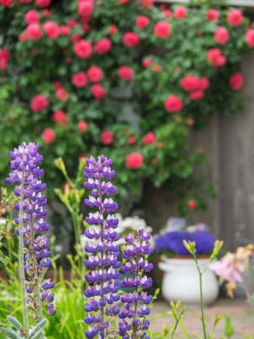 Kuzey denizindeki juist adası.