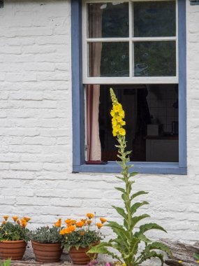Kuzey denizindeki juist adası.