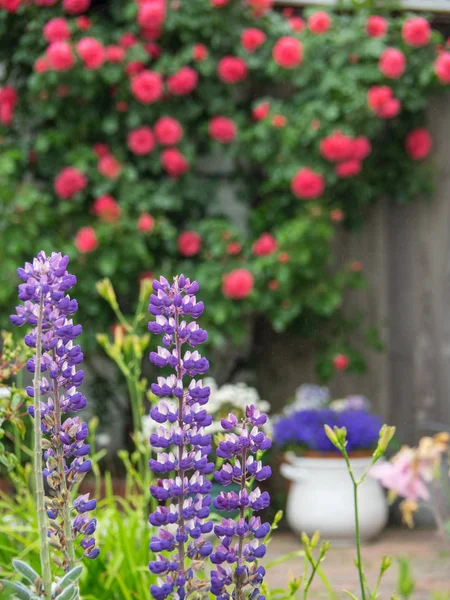 Kuzey denizindeki juist adası.
