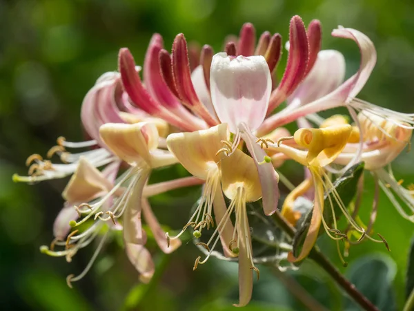 Kuzey denizindeki juist adası.