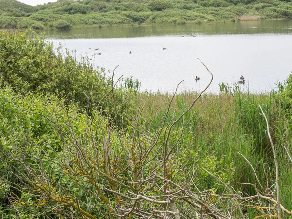 Kuzey denizindeki juist adası.