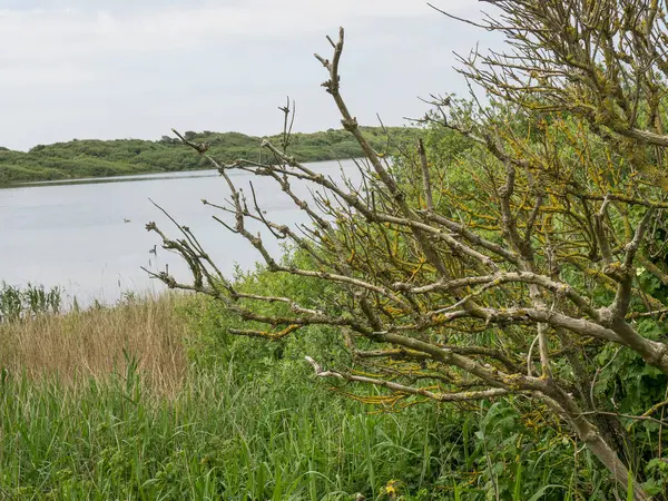 Kuzey denizindeki juist adası.