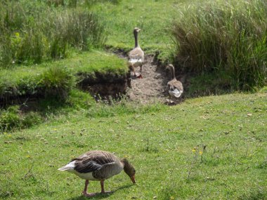Kuzey denizindeki juist adası.