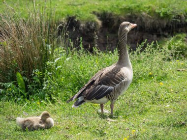 Kuzey denizindeki juist adası.