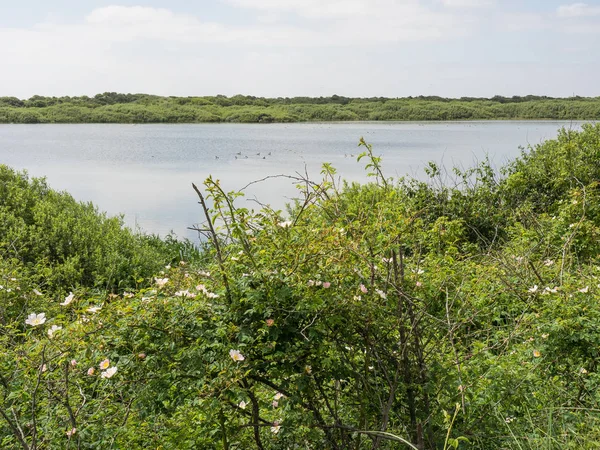 Kuzey denizindeki juist adası.
