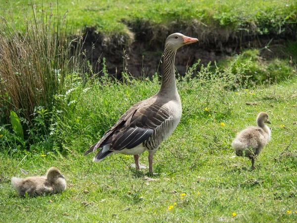 Juist Nordsjön — Stockfoto