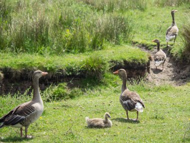 Kuzey denizindeki juist adası.