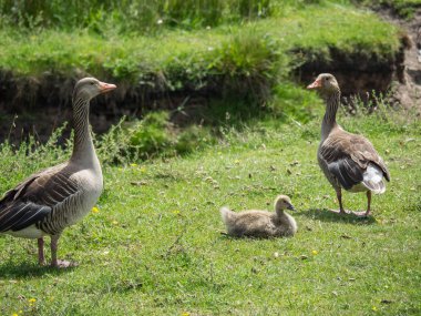 Kuzey denizindeki juist adası.