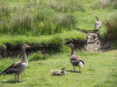 Kuzey denizindeki juist adası.