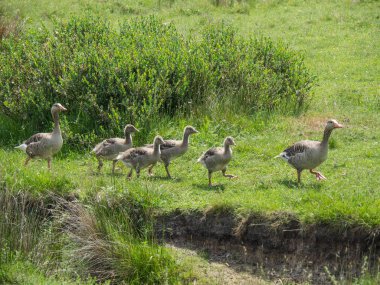 Kuzey denizindeki juist adası.