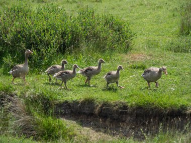 Kuzey denizindeki juist adası.