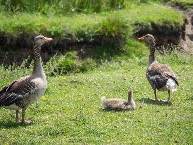 Kuzey denizindeki juist adası.