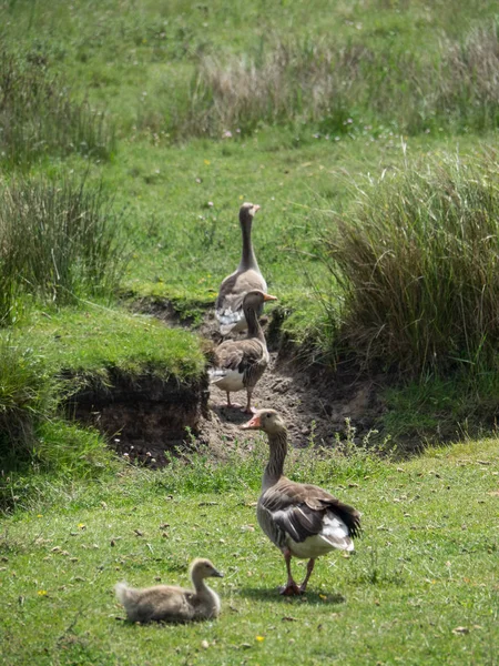 Kuzey denizindeki juist adası.