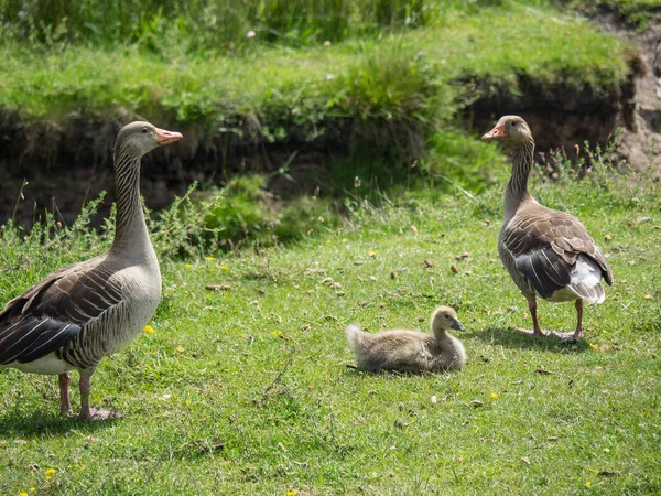 Kuzey denizindeki juist adası.