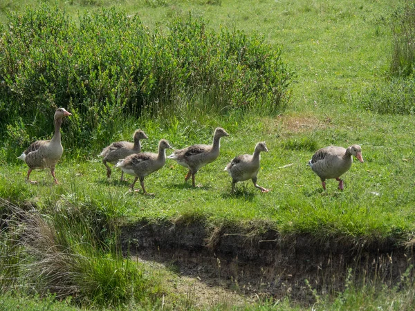 Kuzey denizindeki juist adası.