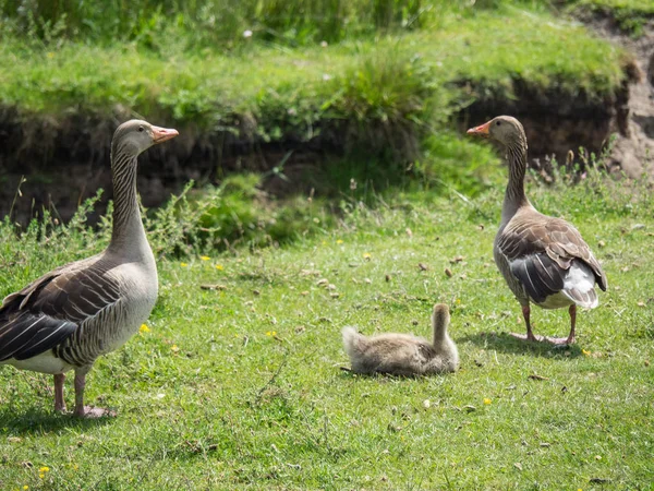 Kuzey denizindeki juist adası.