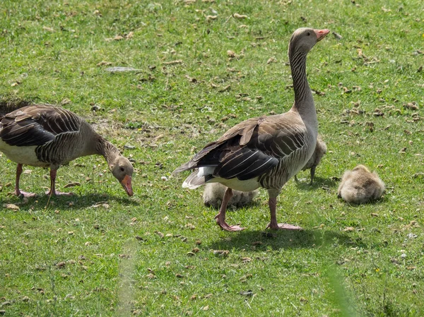 Kuzey denizindeki juist adası.
