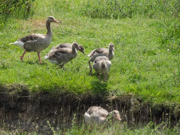 Kuzey denizindeki juist adası.