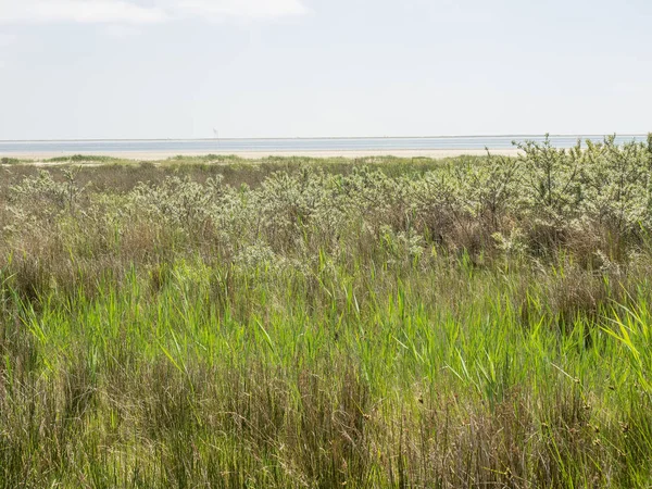 Kuzey denizindeki juist adası.