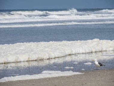 Kuzey denizindeki juist adası.