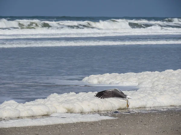 Kuzey denizindeki juist adası.