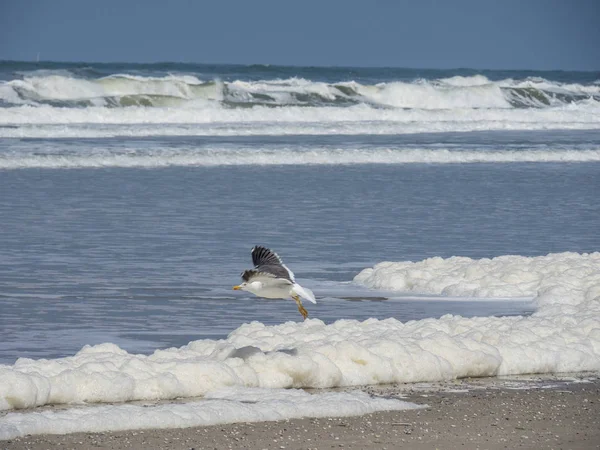 Kuzey denizindeki juist adası.