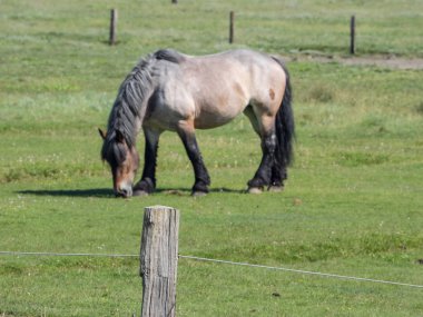 Kuzey denizindeki juist adası.