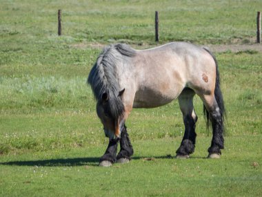 Kuzey denizindeki juist adası.