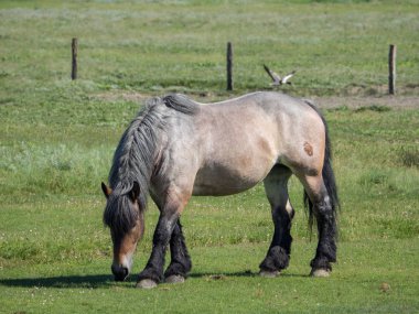 Kuzey denizindeki juist adası.