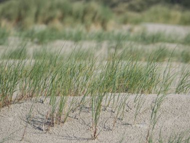 Kuzey denizindeki juist adası.