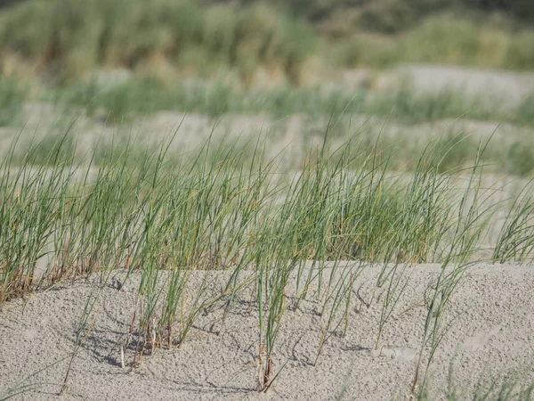 Kuzey denizindeki juist adası.