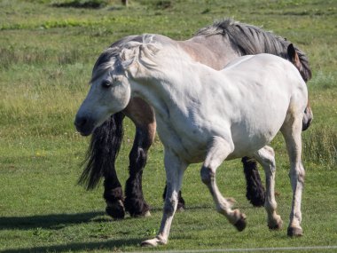 Kuzey denizindeki juist adası.